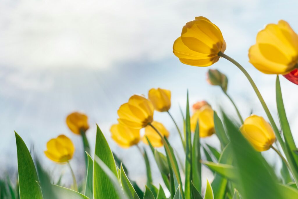 Beautiful yellow tulips spring background