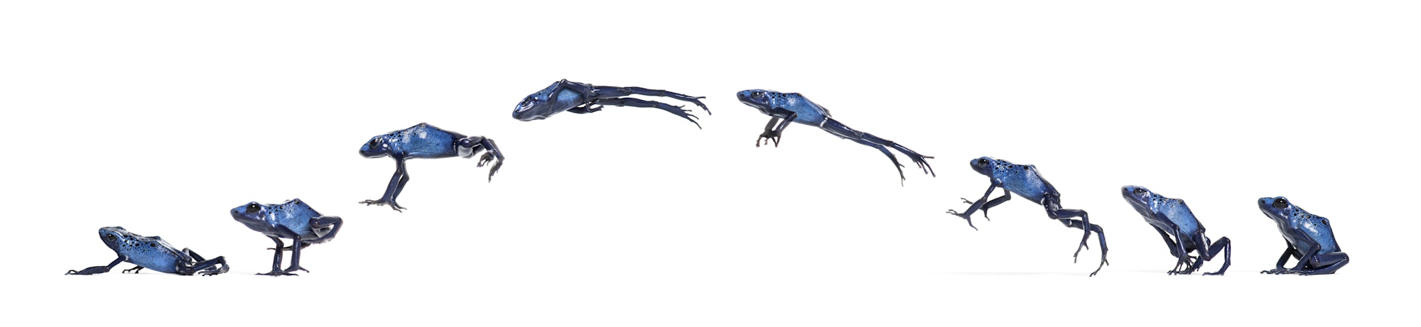 Blue poison dart frog Jumping Animation Sequence, Dendrobates tinctorius azureus, isolated on white