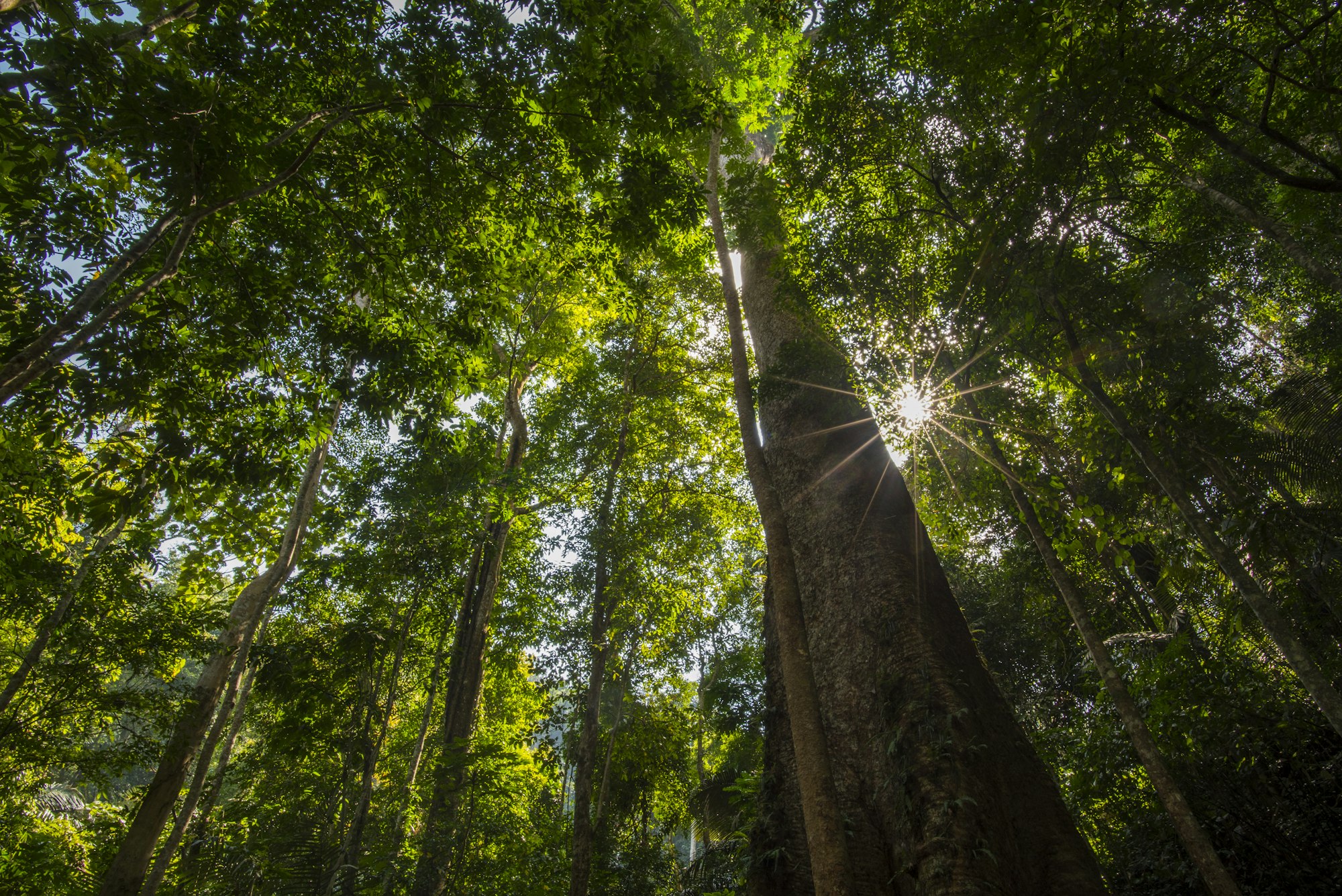 forest trees. nature green wood backgrounds