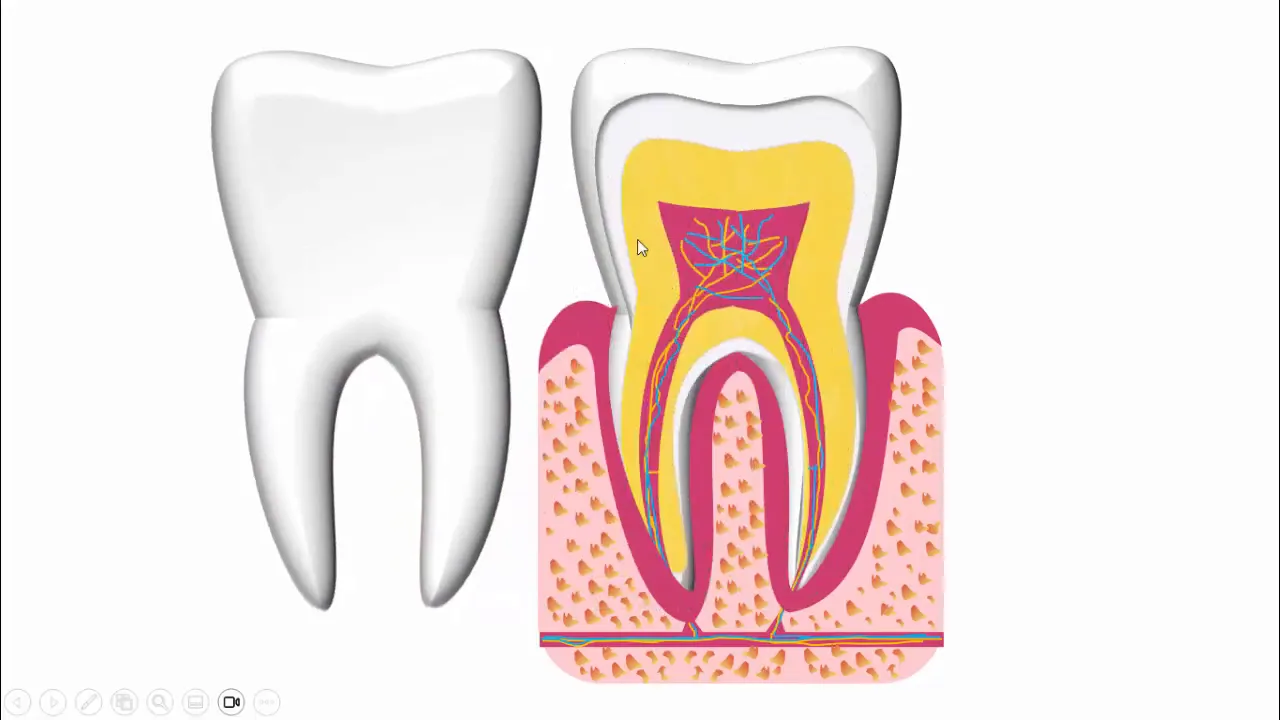 Animated tooth slide showing internal parts