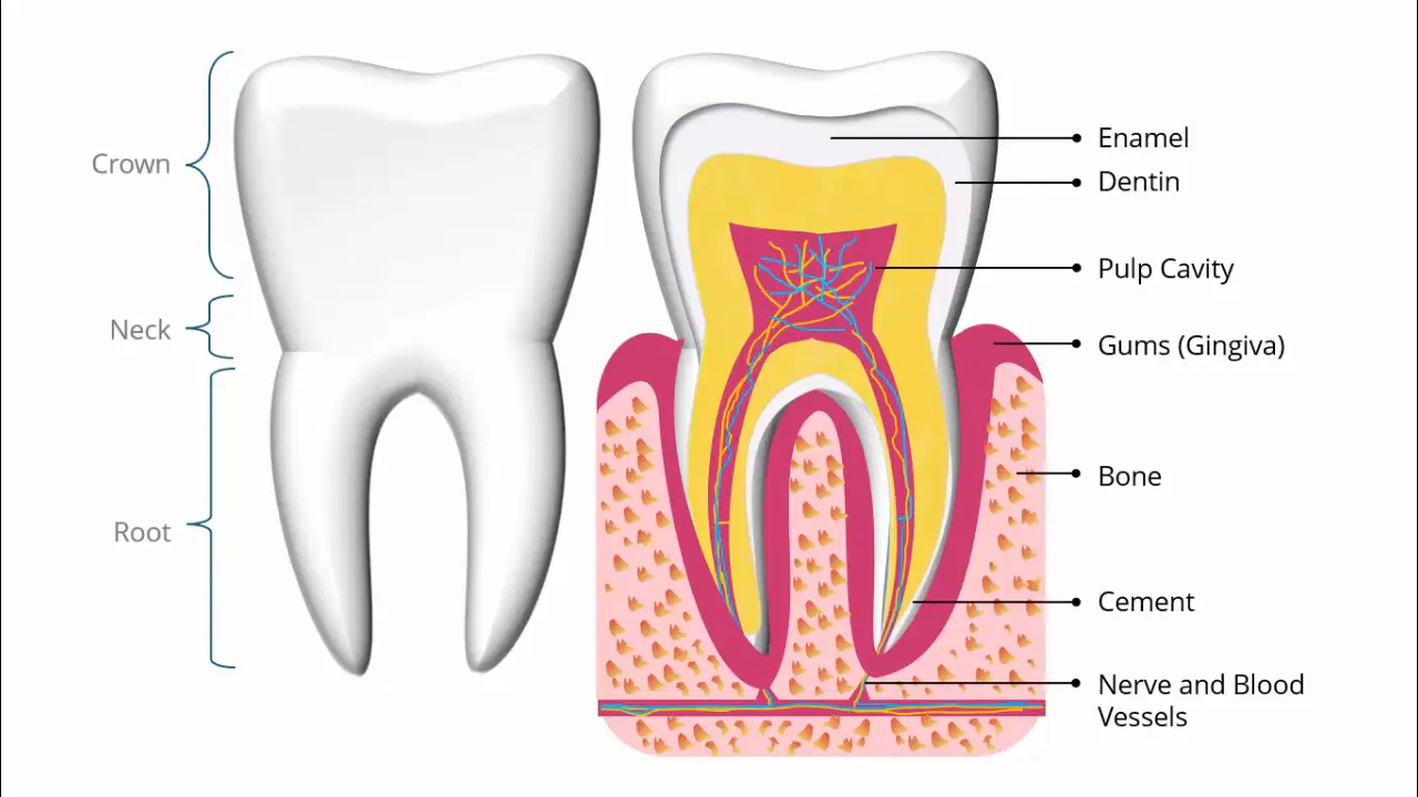 Detailed parts of a tooth including enamel, dentin, pulp, gums, cone, cement, nerves, and blood vessels