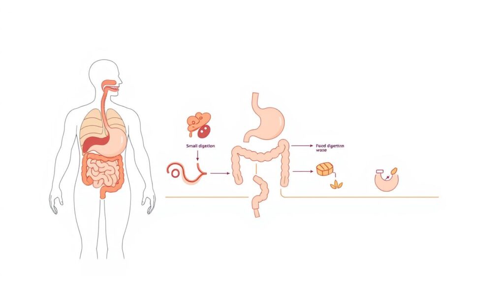 powerpoint presentation on digestive system